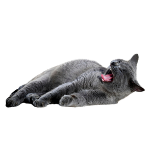 A Gray Cat Yawning While Lying On A Sunlit Pavement, Capturing A Moment Of Relaxation. 12661 - Cat PNG image with transparent background